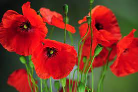 Coquelicot56
