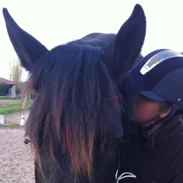 Haras des Kelpies