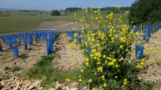 003-Vert Bleu Jaune