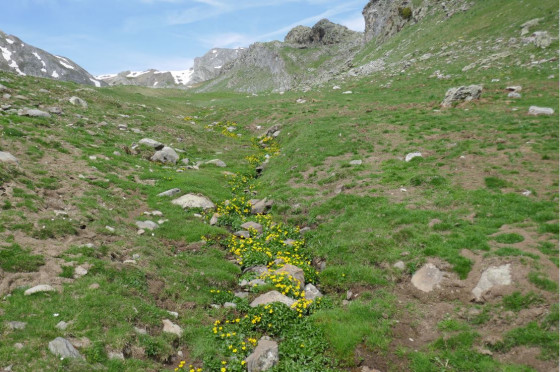 Une rivière de boutons d\'or
