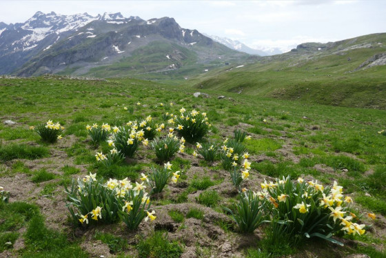 Jonquilles