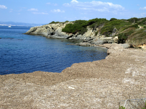 Anse tapissée de posidonies sèches