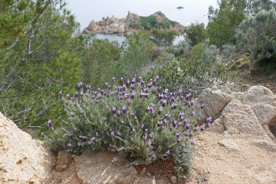 Lavande des Maures