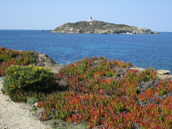 Griffes de sorcières