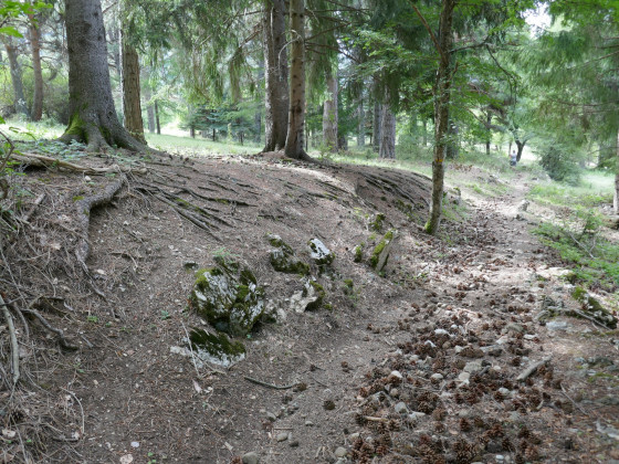 Chemin pavé de cônes de pins sylvestres