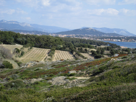 Le vignoble des Embiez