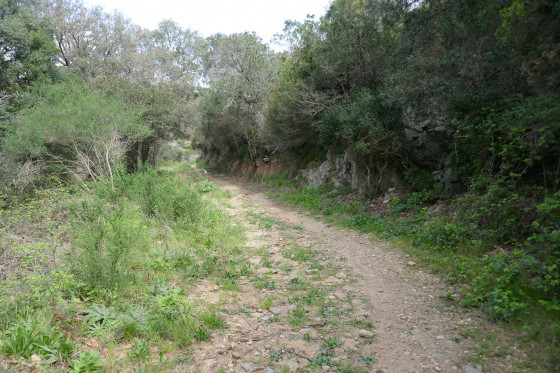 La piste forestière