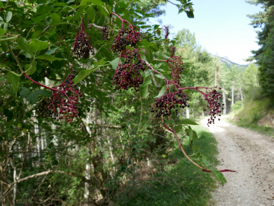 Baies de sureau