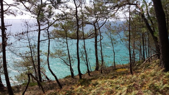Entre les pins