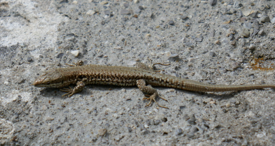 Lézard lézardant au soleil.