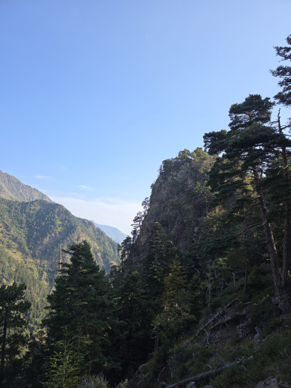La Tour de Baricave coiffée de pins à crochet vue depuis le col
