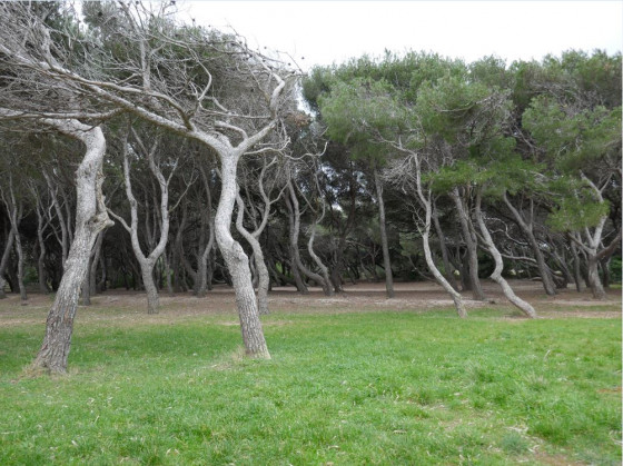 La pin&egrave;de du Gaou