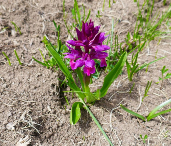 Orchid&eacute;e sauvage