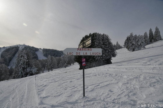 2me buisson de houx