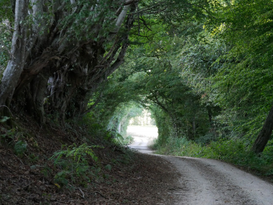 (3) beau sentier de forêt