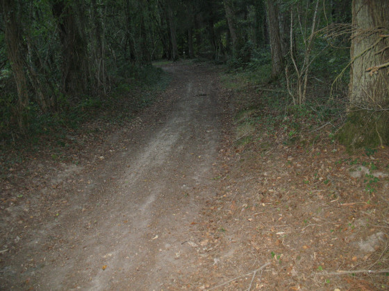 Chemin en for&ecirc;t