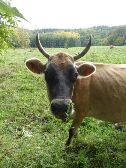 Vache au pr&eacute;