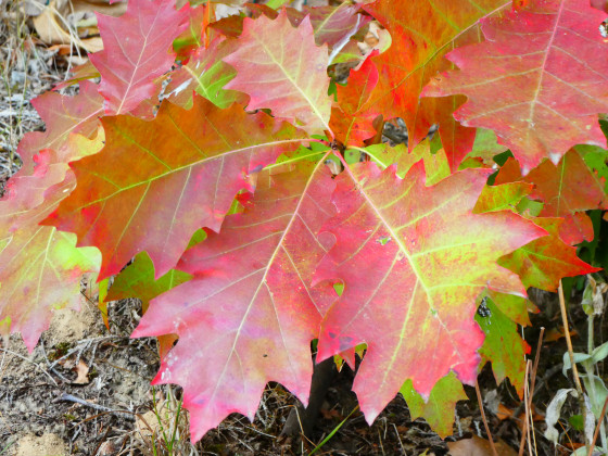 À l'aube de l'automne