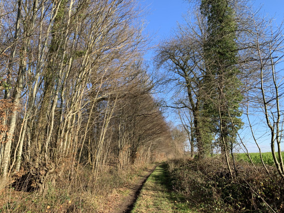 A l'orée du bois