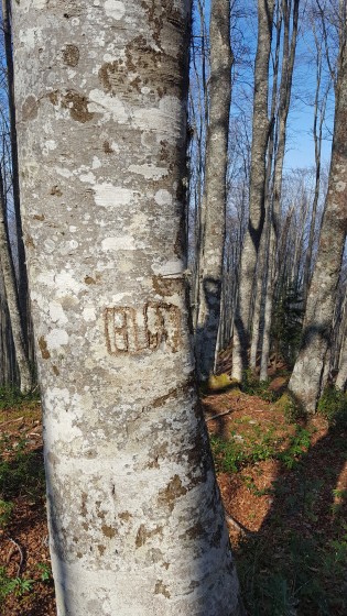 A la lisière de la clairière d\'Aülhet