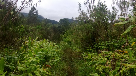 À la Plaine du Bois de Nèfles