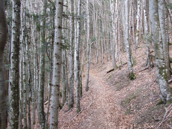 A travers la forêt
