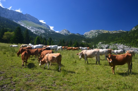 A travers le troupeau de vaches