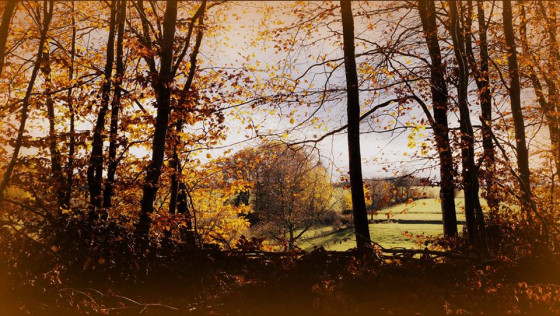 A travers les arbres
