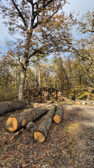 Abatage d'arbres