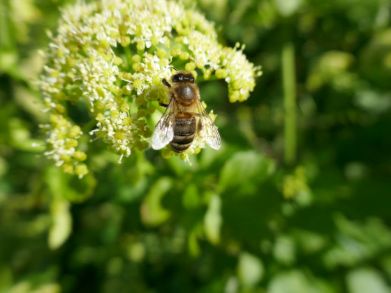 Abeille sur le maceron Abeille sur le maceron
