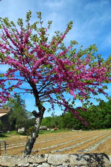 abre en fleur