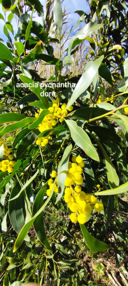 Acacia pycnantha ou acacia doré
