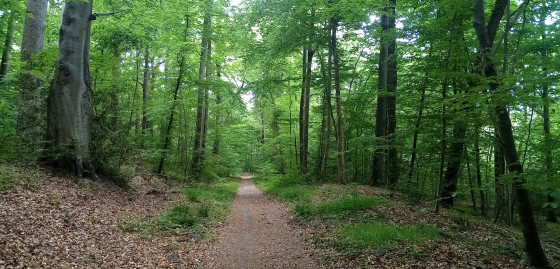 Agréable chemin forestier en descendant du Mont du tremble
