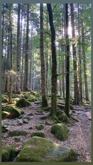 Agréable itinéraire en sous-bois.