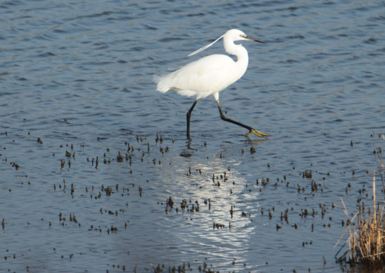 Aigrette garzette