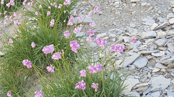 Ail à fleurs de Narcisse