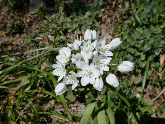 Ail sauvage Ail sauvage