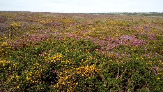 Ajoncs et bruyère