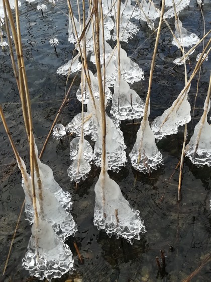 Ajoncs glac&eacute;s