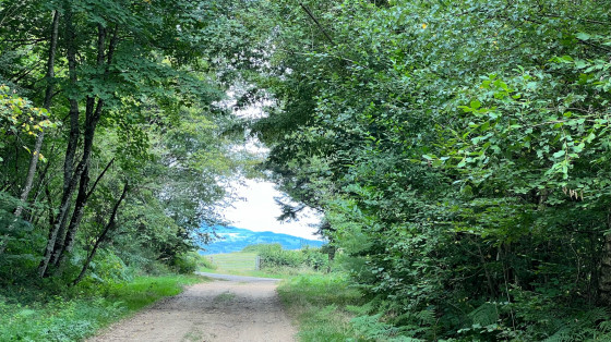 Allée arborée