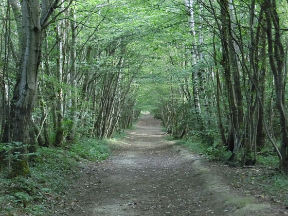 All&eacute;e bois&eacute;e en d&eacute;but de parcours