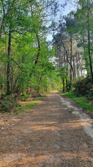 Allée boisée