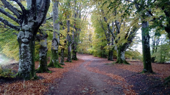 Allée bordée de hêtres