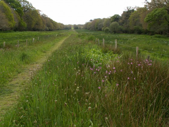 Allée cavalière