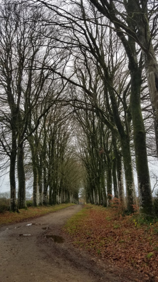 Allée couverte