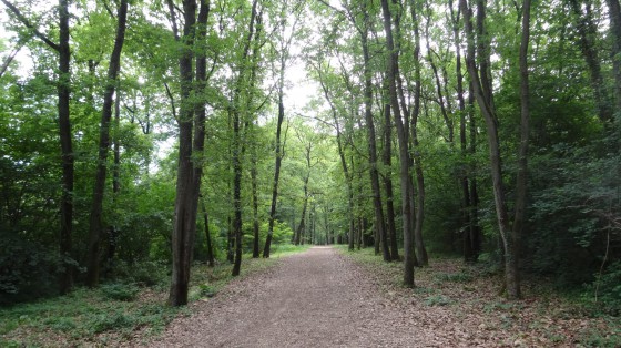 Allée de chênes