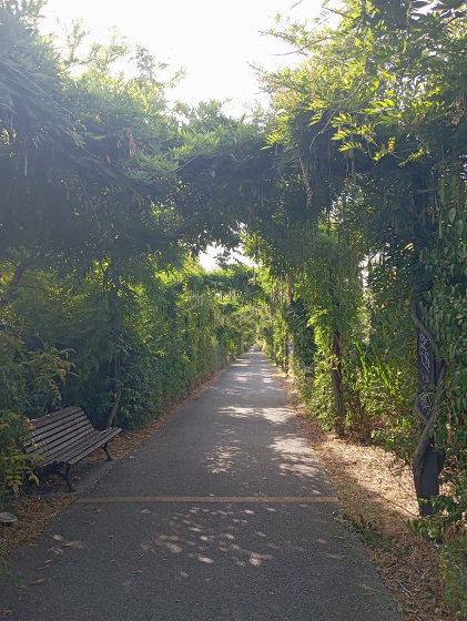 Allée de glycines du Parc aux Angéliques