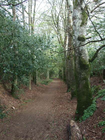 Allée de hêtres