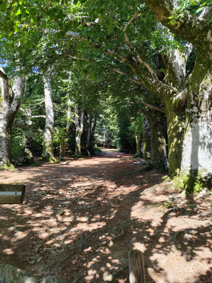Allée de hêtres