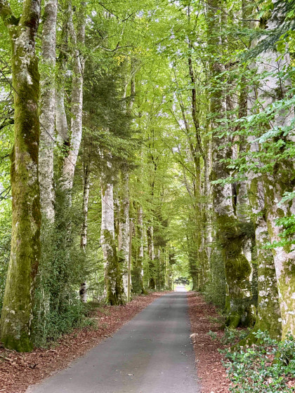 Allée de hêtres